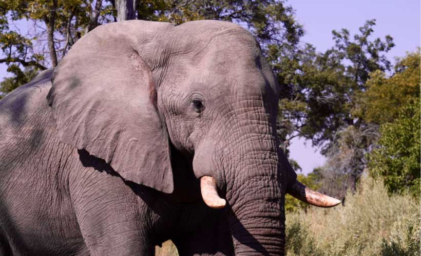 Up close to elephant in Botswana