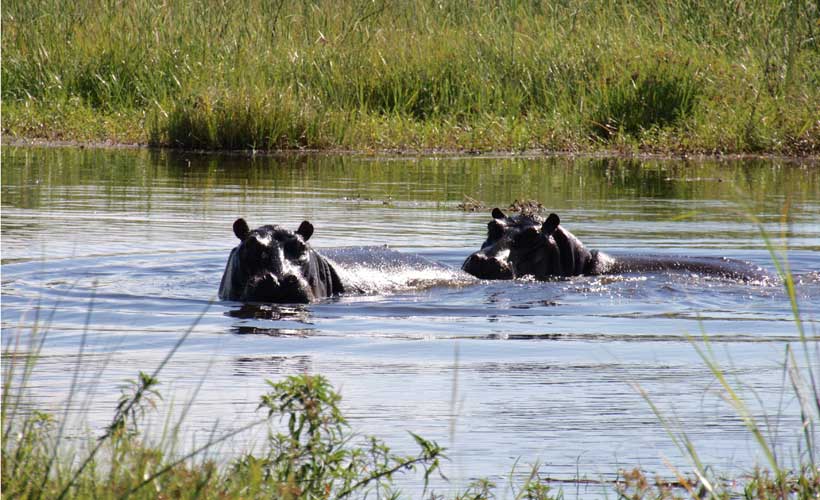 Two hippos in the okavango delta