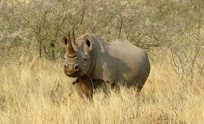 Namibian rhino in the bush