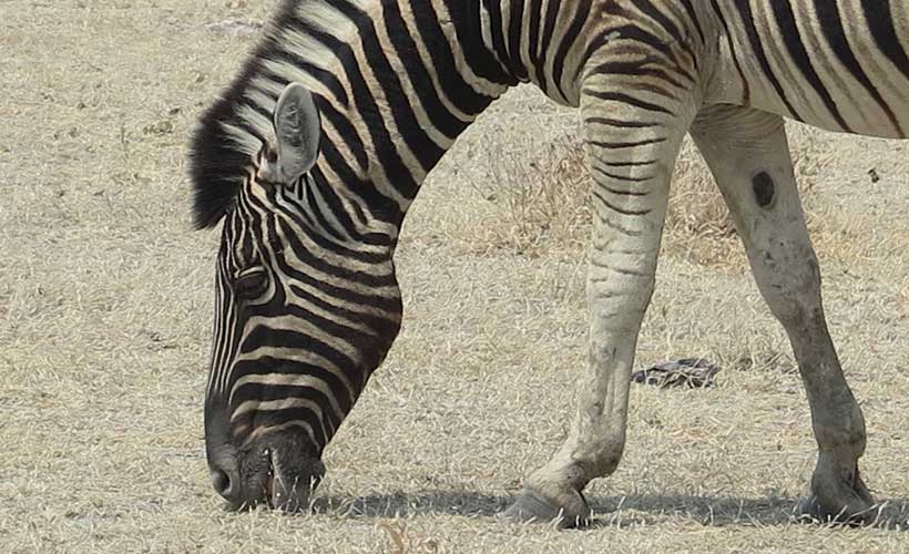 Wherever there is grass and water, you will find Burchell's zebra in Etosha